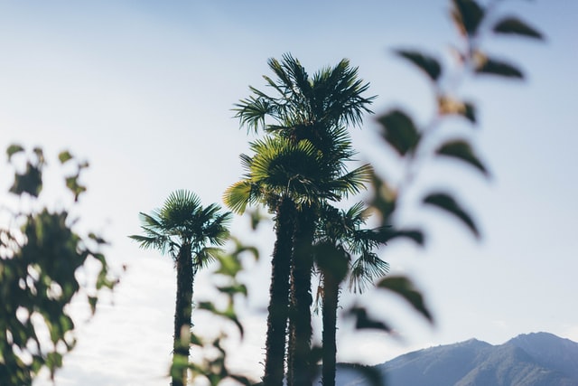 image of palm trees